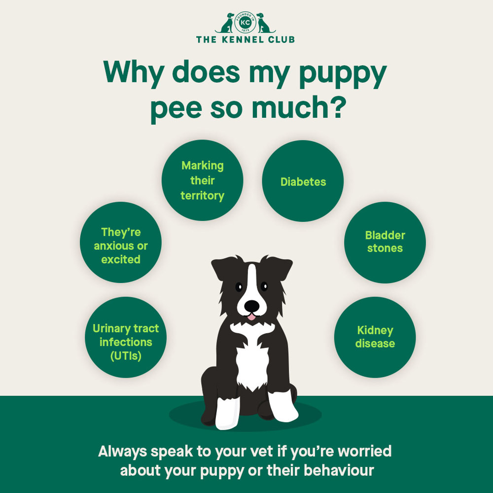 Why does my puppy pee so much infographic