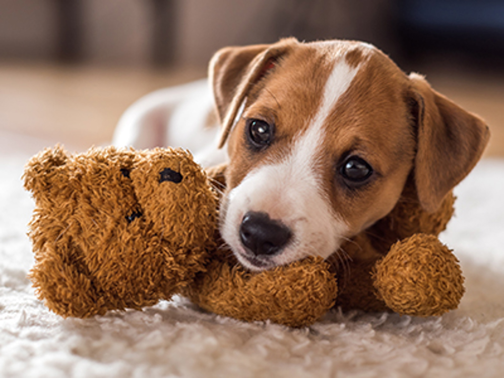 Jack Russell Terrier puppy with a teddy toy