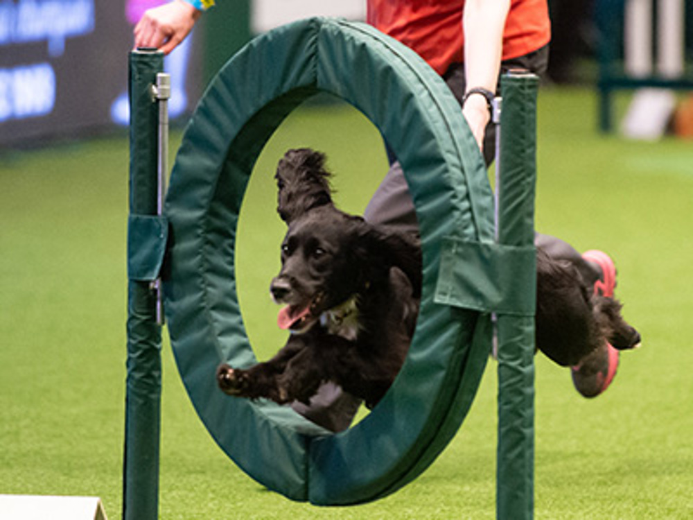 Spaniel jumping through agility hoop
