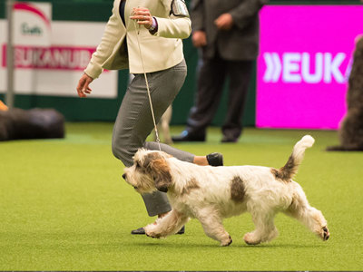 Dog being led by a handler at a dog show