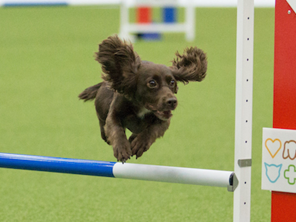 Dog jumping over hurdle in agility course