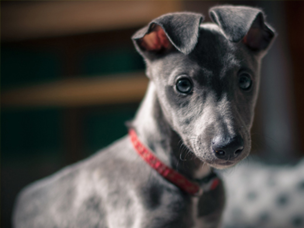 Puppy whippet