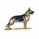 German Shepherd Dog illustration