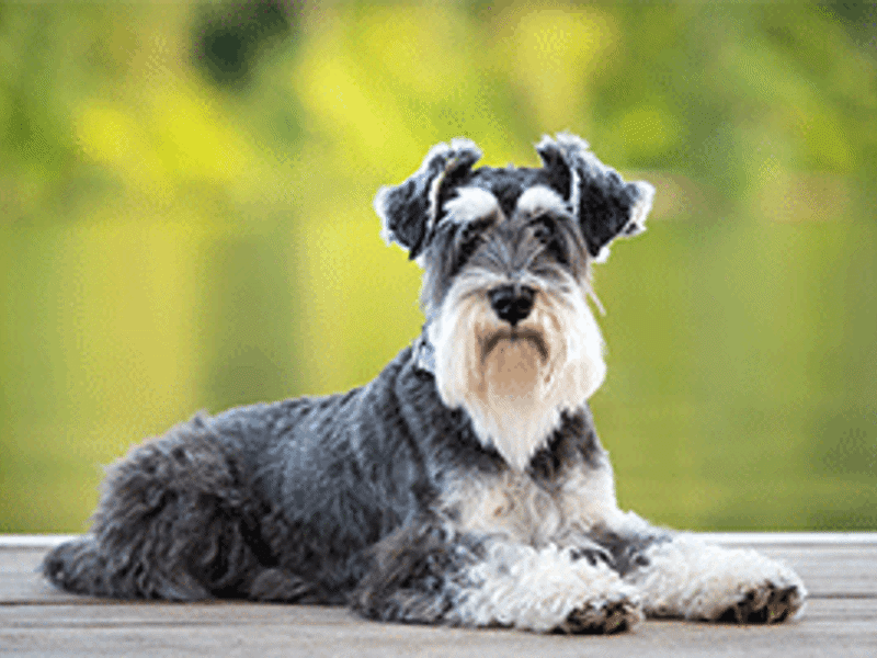 Schnauzer dog lying next to bed of water