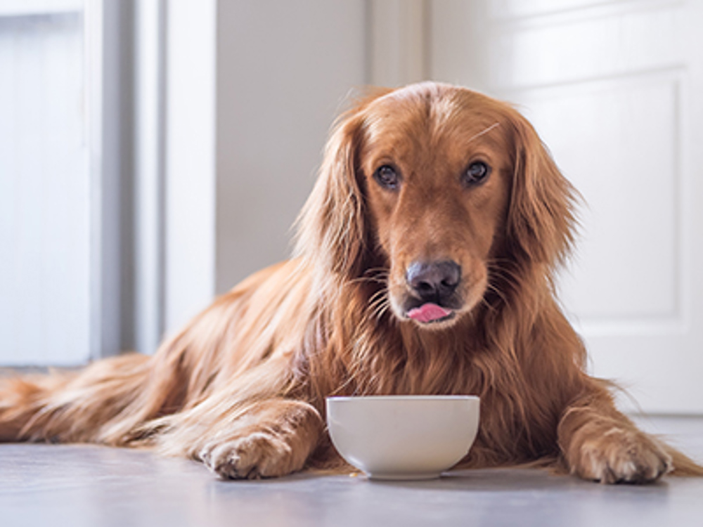 Puppy licking lips after eating from bowl