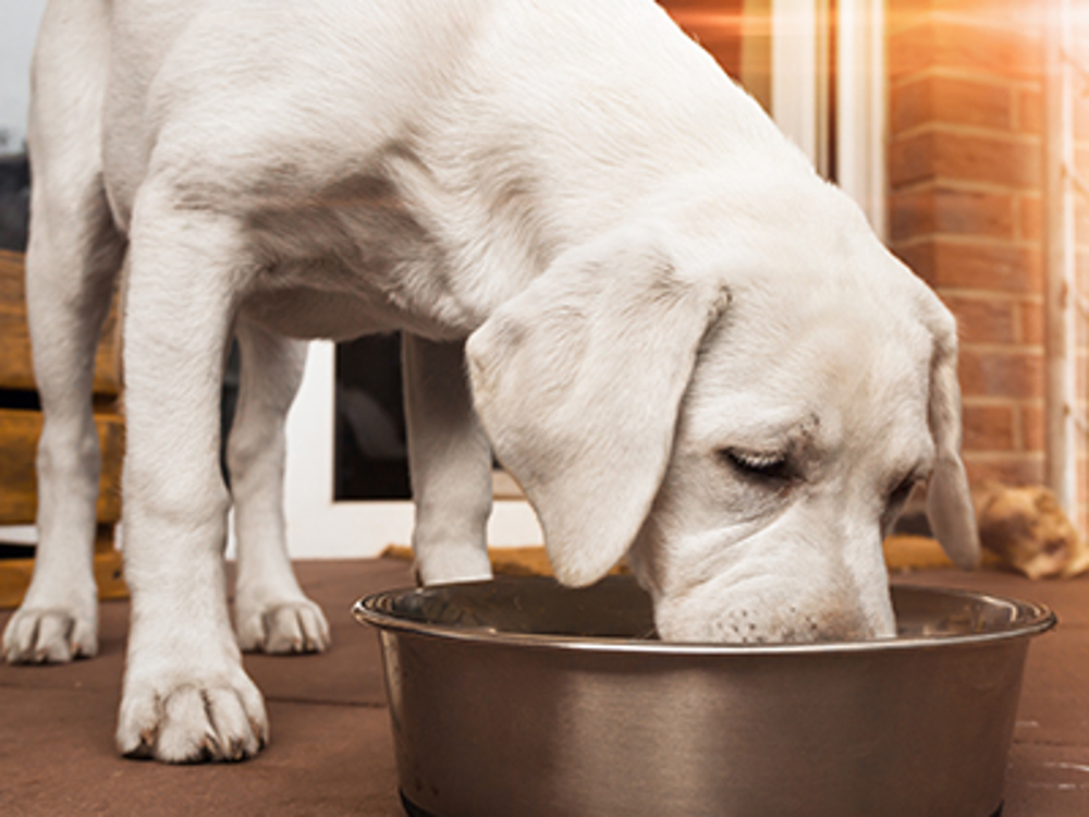 Labrador eating from bowl