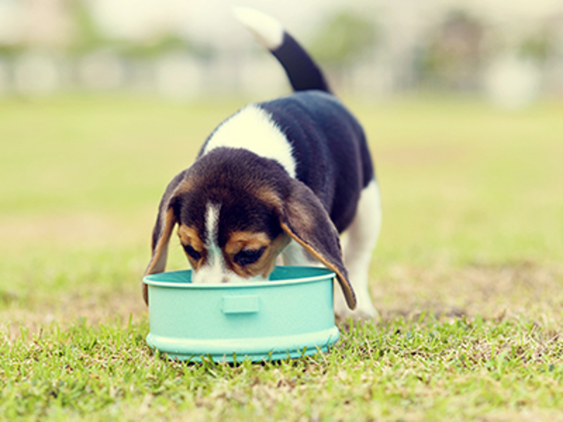 Beagle puppy eating from bowl