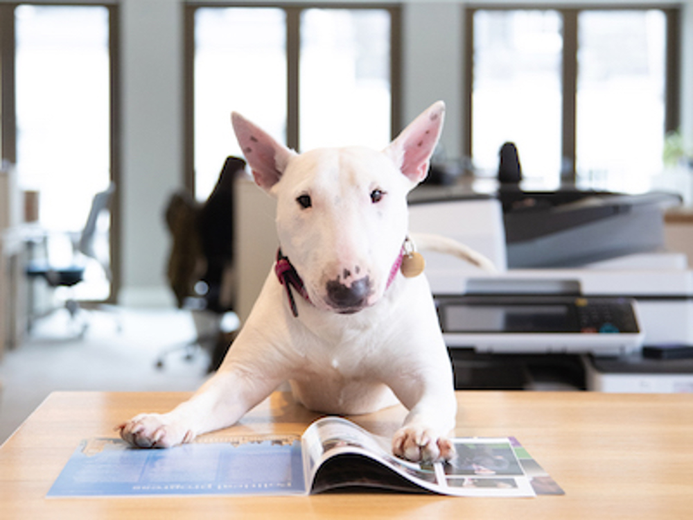 Dog sitting in an office reading a magazine