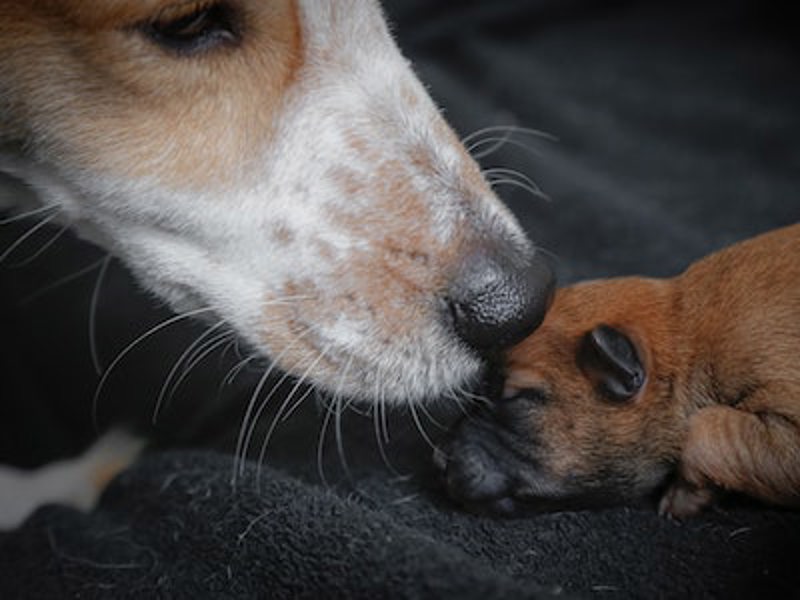 Puppy and dog kissing