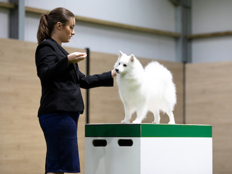 Dog being judged at Crufts