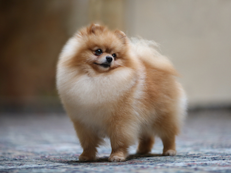 Small fluffy dog
