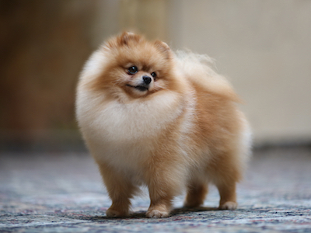 Pomeranian standing looking into the distance