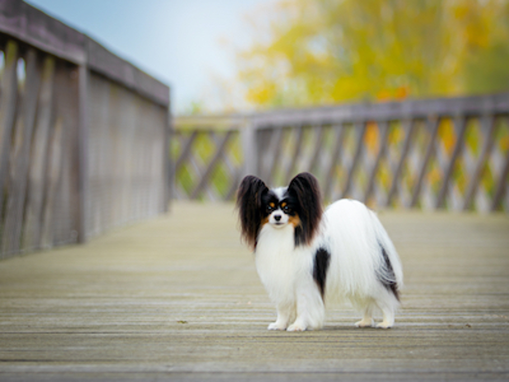Small fluffy dog standing on a wooden bridge