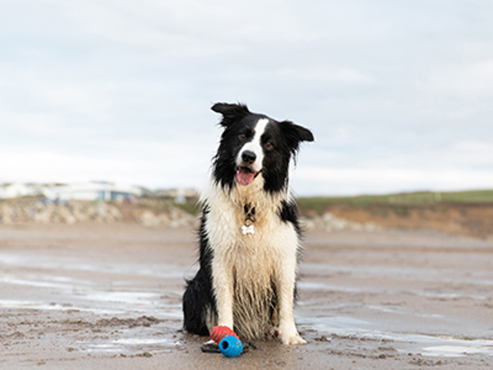 Dog sitting on a beach with a dog toy
