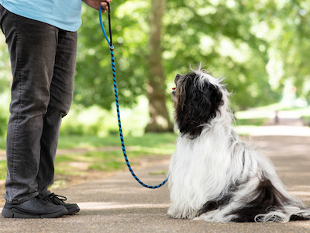 Dog outdoors on a leash, looking up at trainer