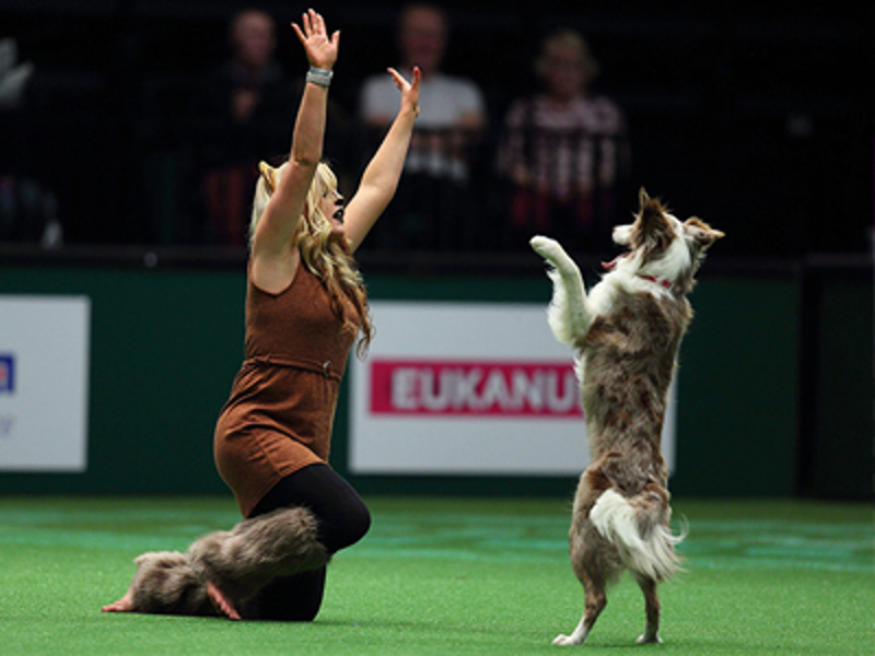 Lady kneeling on the floor with hands in the air and dog standing on two feet