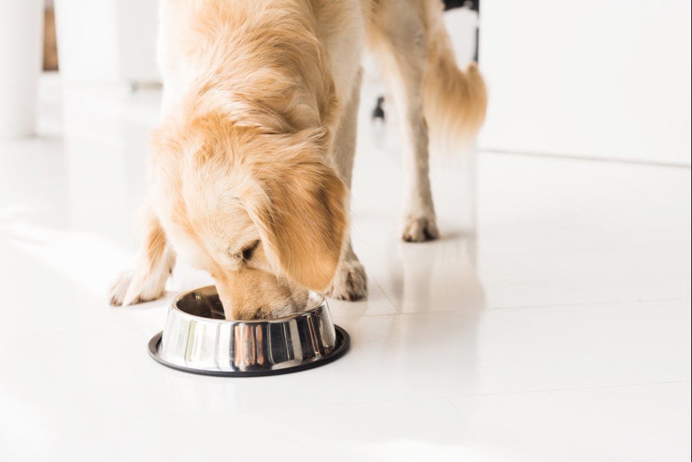 Dog in kitchen eating from dog bowl