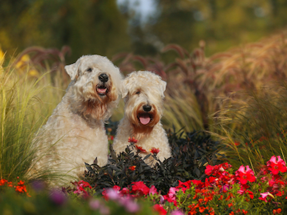 Two Wheaten Terriers sitting in amongst flowers