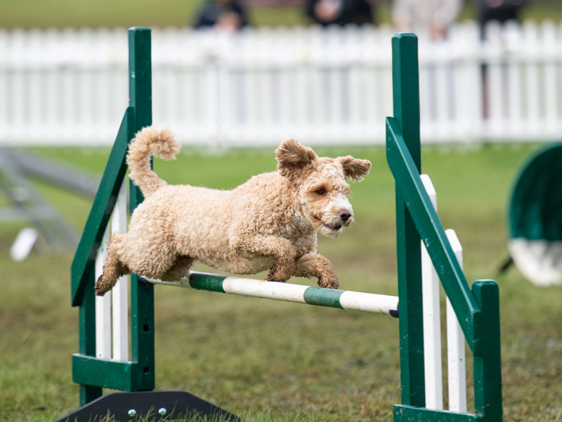 Dog jumping over an agility jump