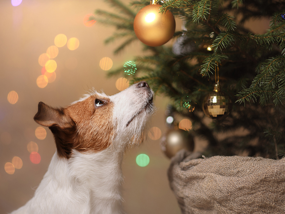 Dog looking at Christmas tree