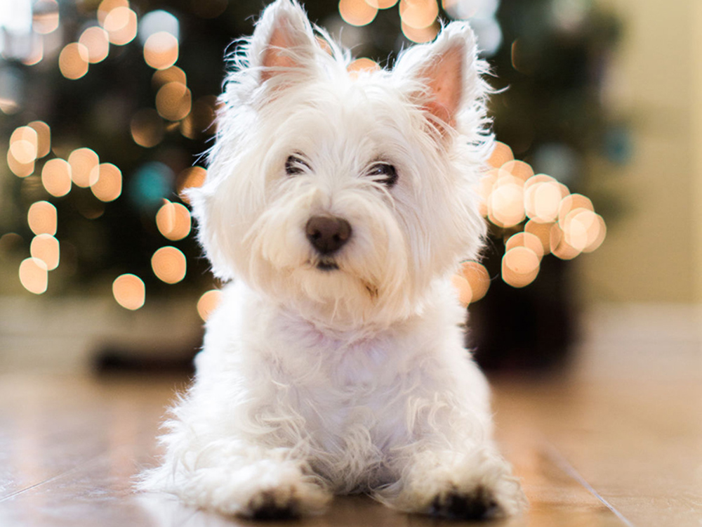West Highland Terrier looking forward with Christmas tree behind