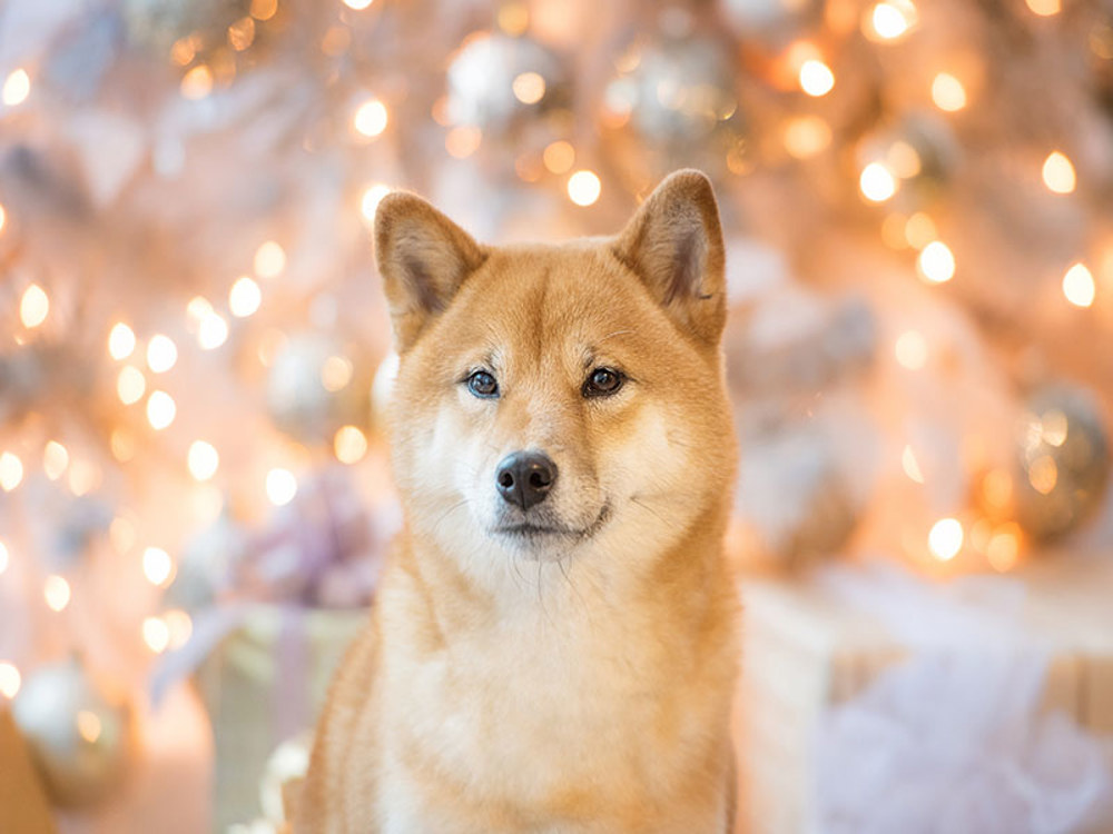 Dog sat in front of Christmas tree with lights 