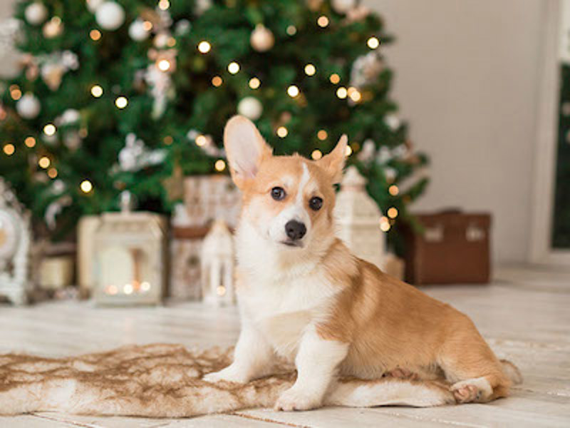 Dog in front of a Christmas tree
