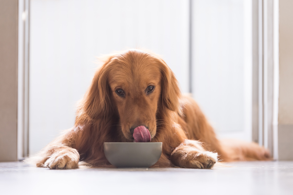 Dog licking nose after eating