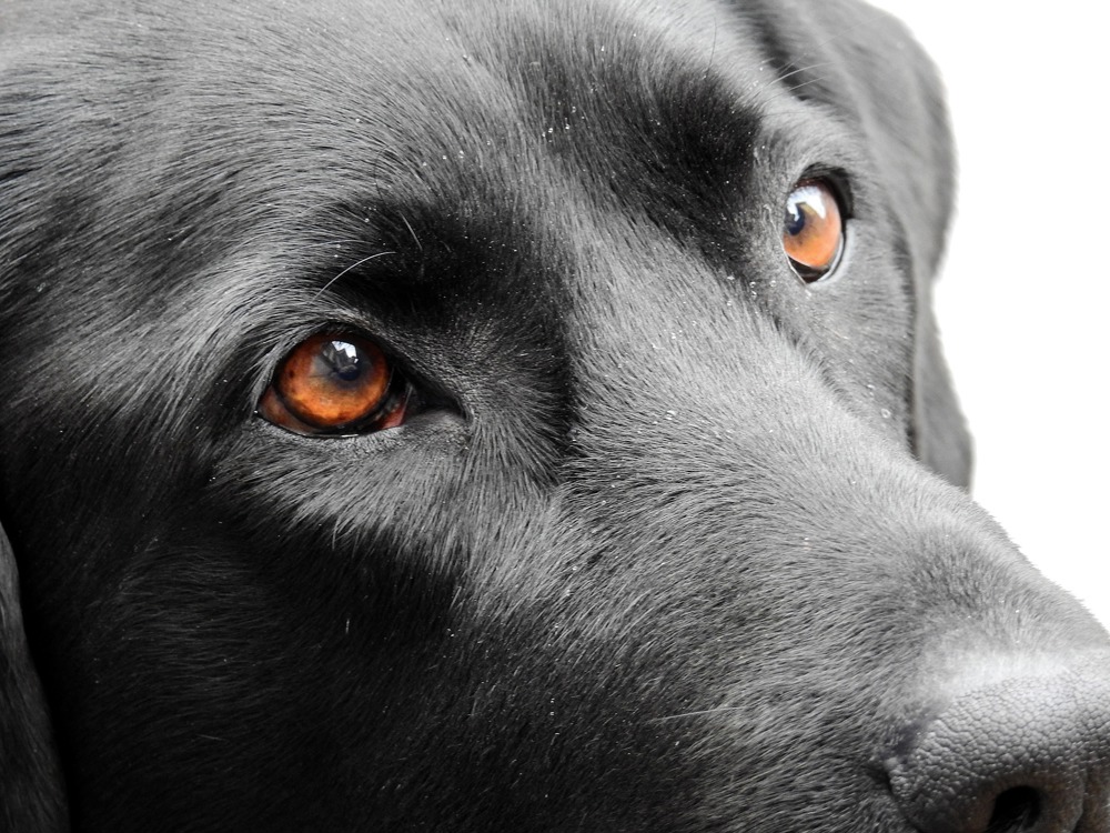 Labrador and eye