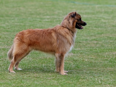 Pyrenean Sheepdog (smooth faced) standing