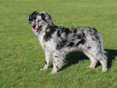 Pyrenean Sheepdog (smooth faced) standing
