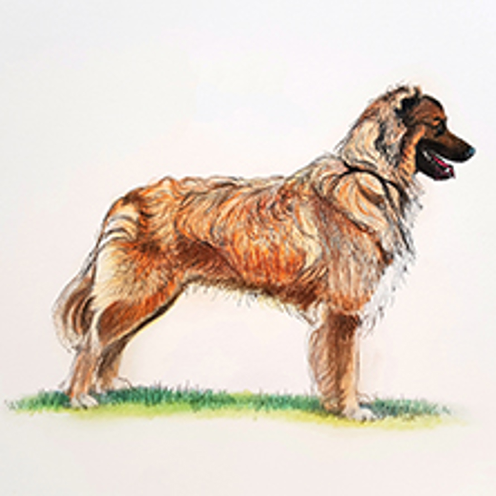 Pyrenean Sheepdog (smooth faced) illustration