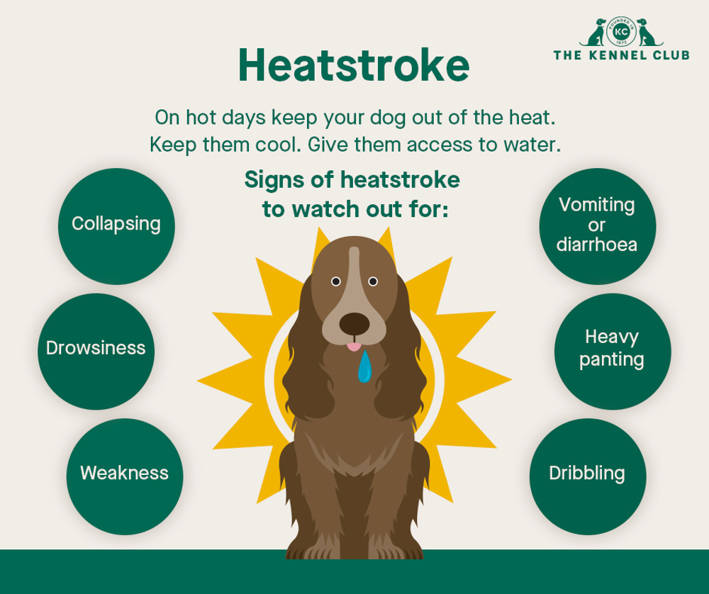 Infographic about heatstroke