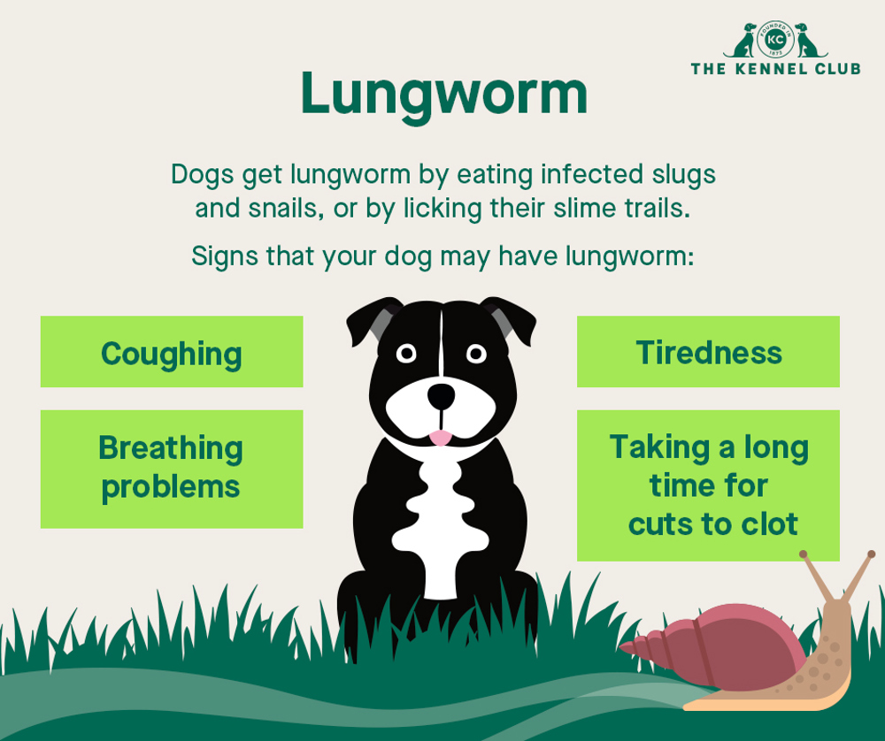 Lungworm info graphic