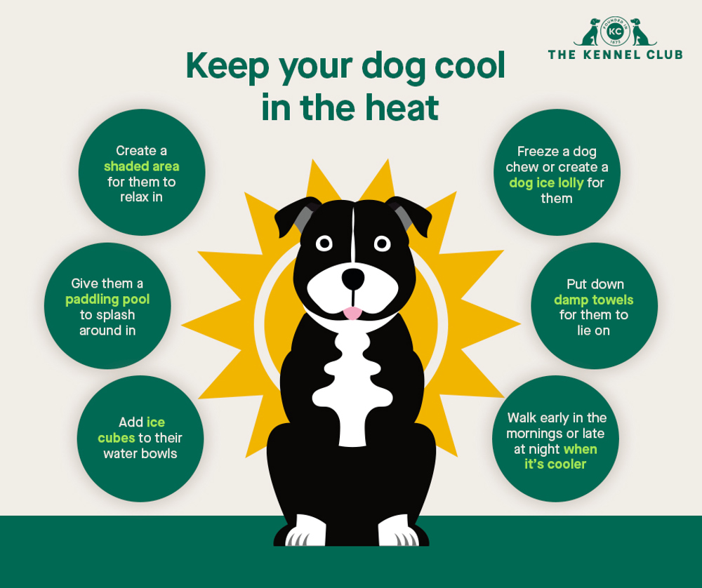 Infographic about keeping your dog cool in the heat