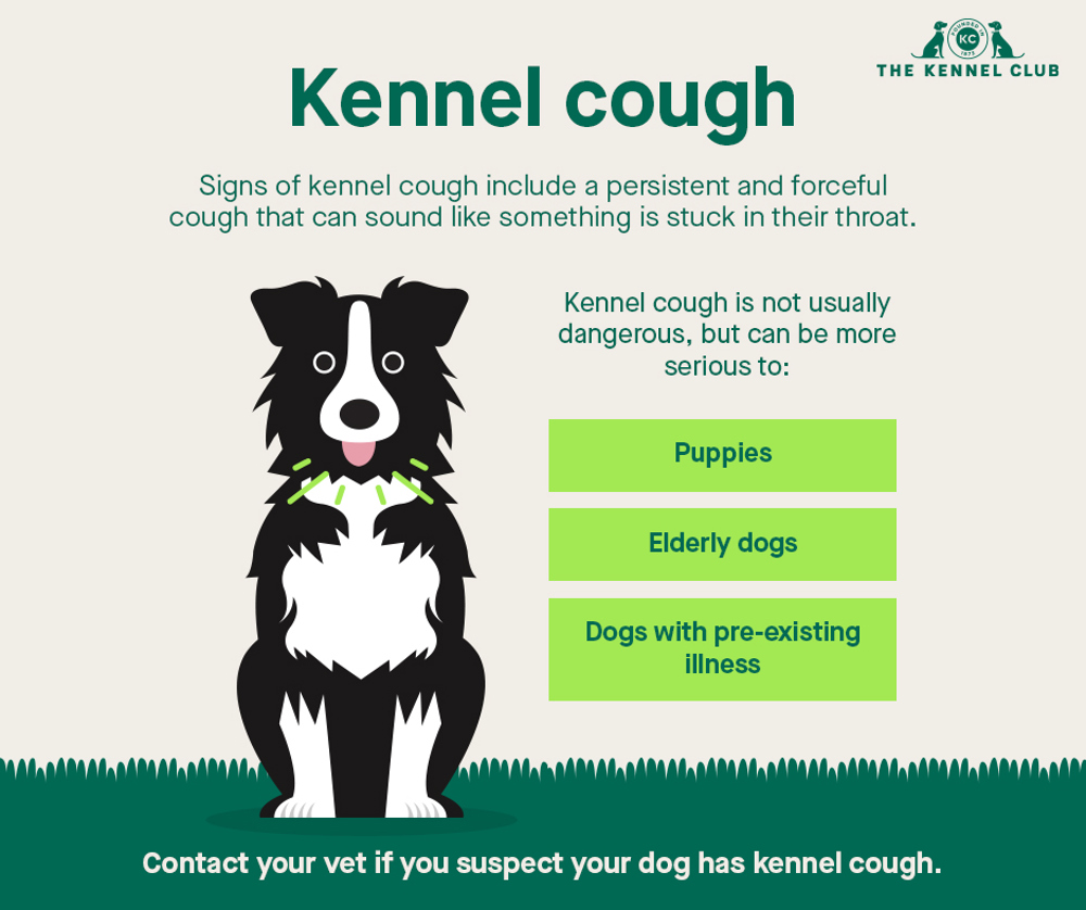 Infographic about kennel cough