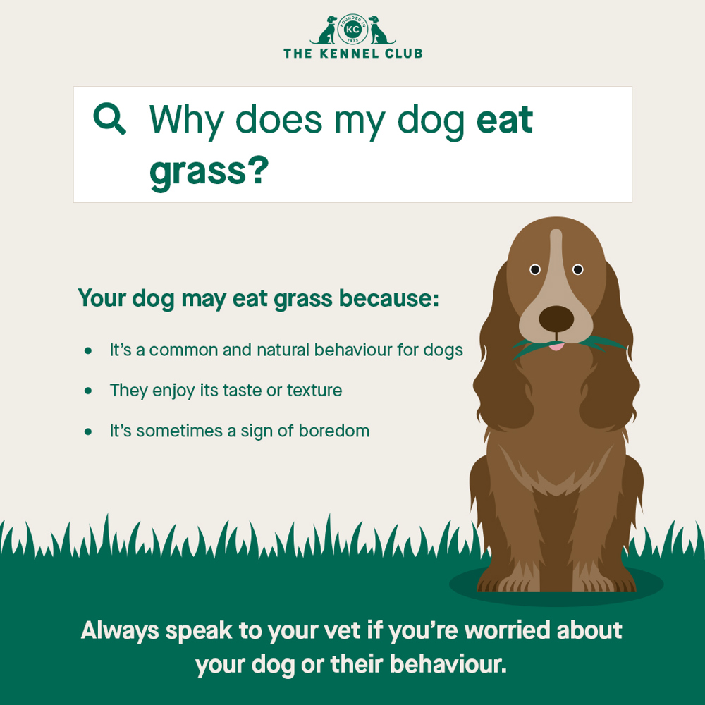 Why does my dog eat grass infographic