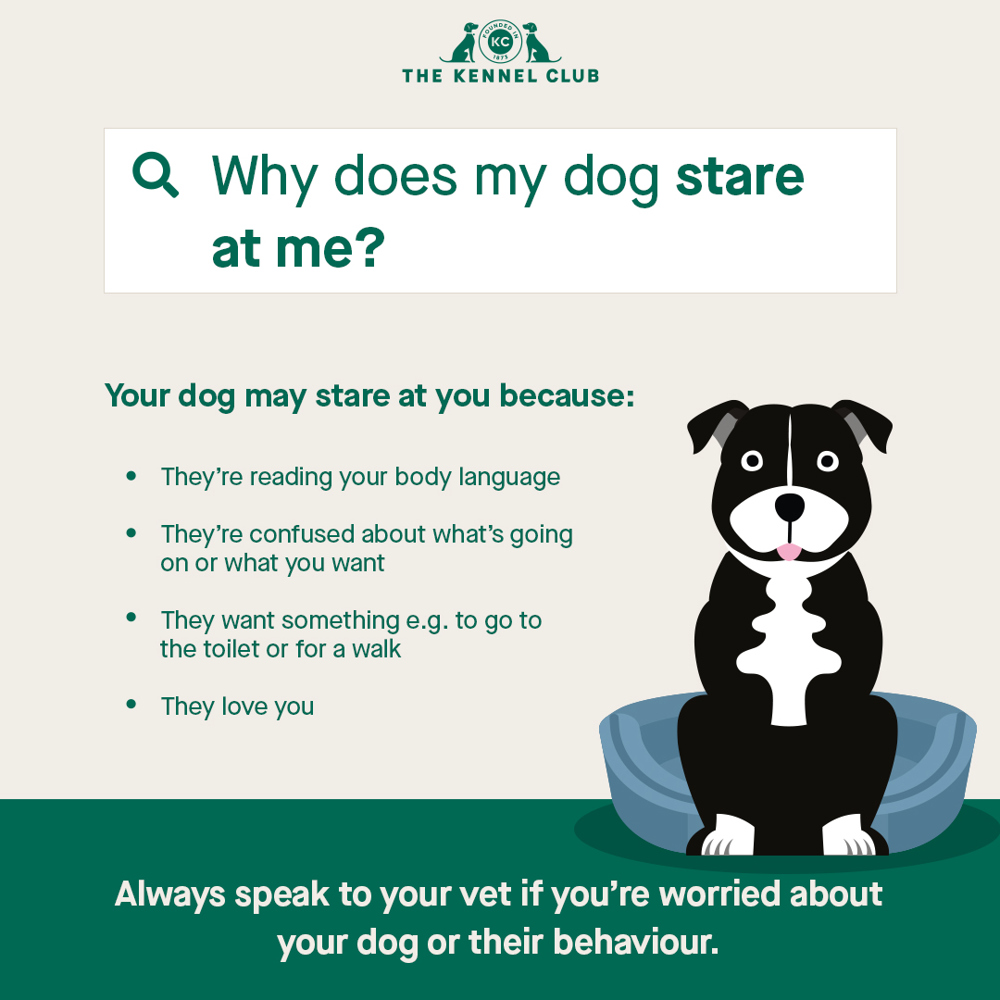 Why does my dog stare at me infographic