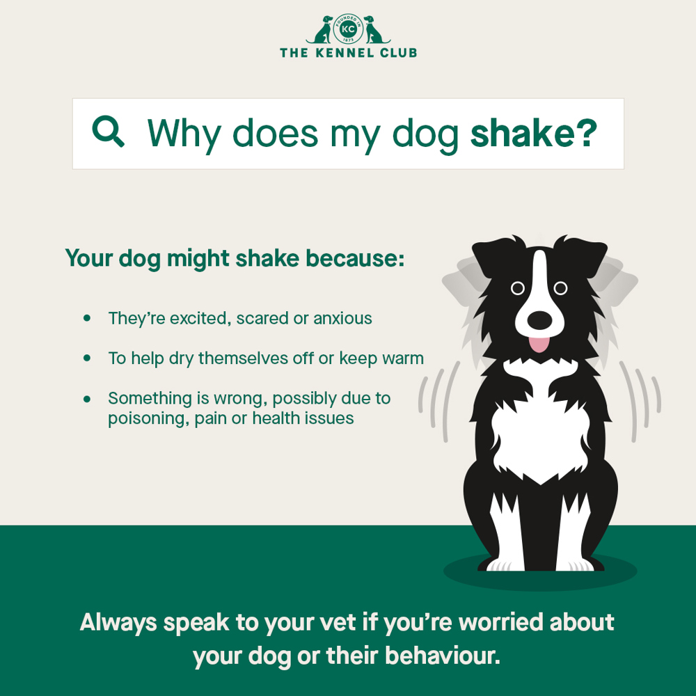 Why does my dog shake infographic
