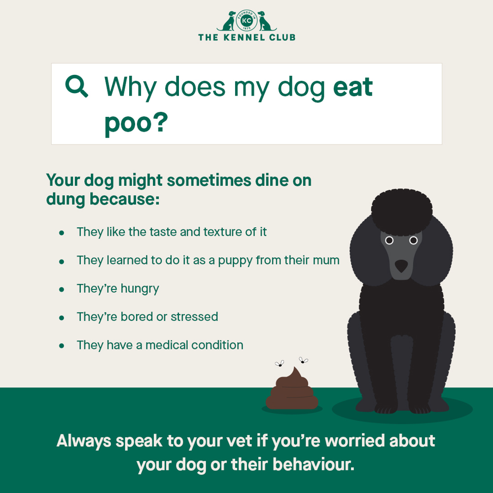 Why does my dog eat poo infographic
