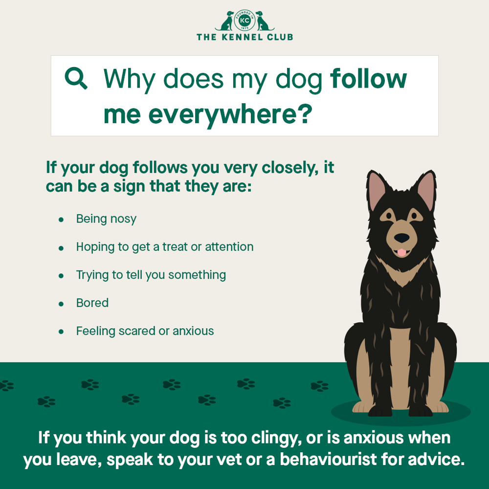 Why does my dog follow me infographic
