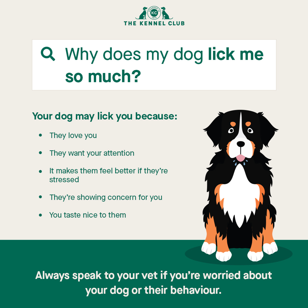 Why does my dog lick me so much infographic