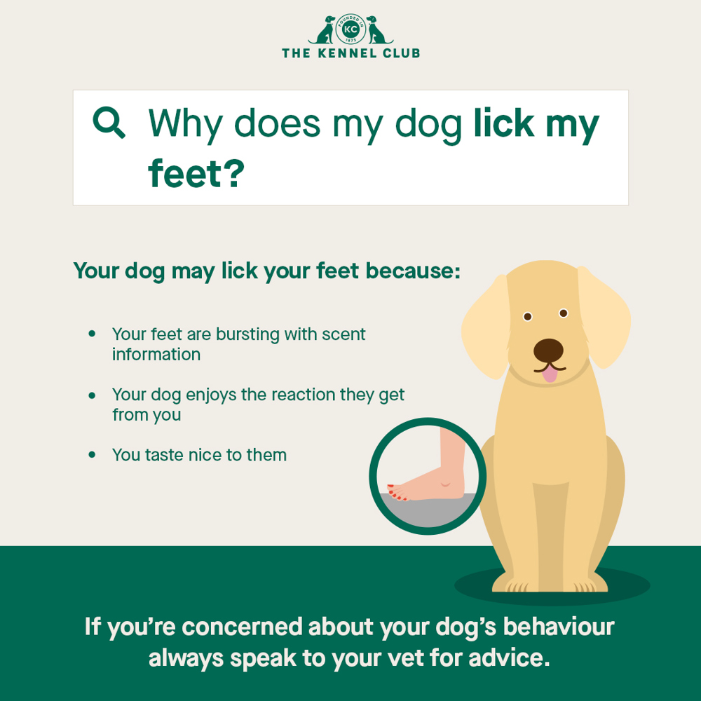Why does my dog lick my feet infographic