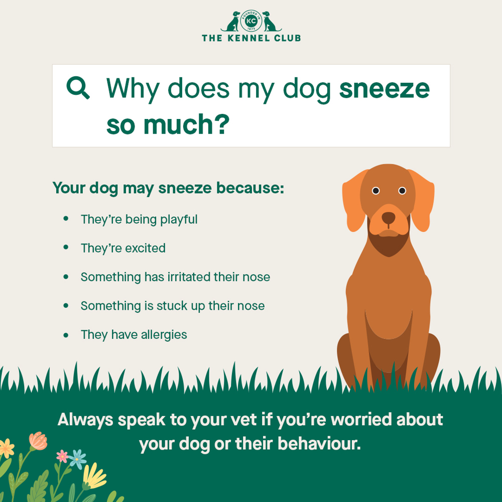 Why does my dog sneeze so much infographic