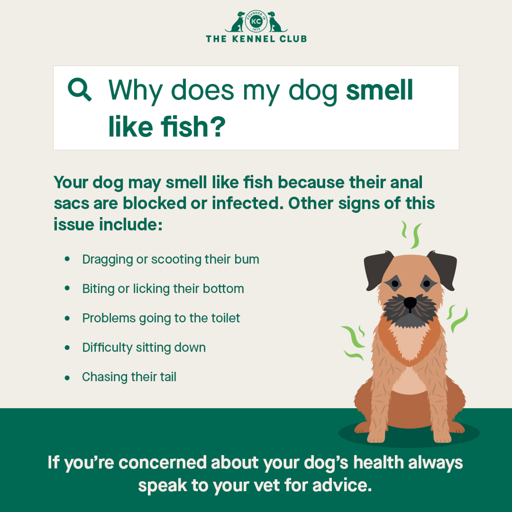 Why does my dog smell like fish infographic