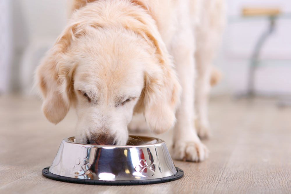 Dog eating from food bowl