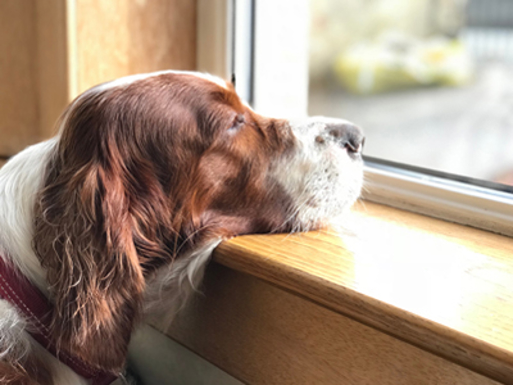 Spaniel looking out window