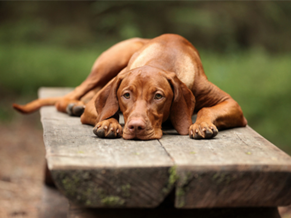 Hungarian Vizsla laying on bench in forest