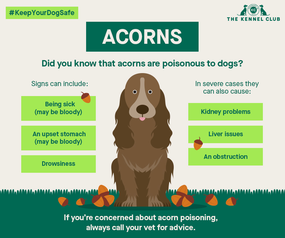 Infographic about acorns