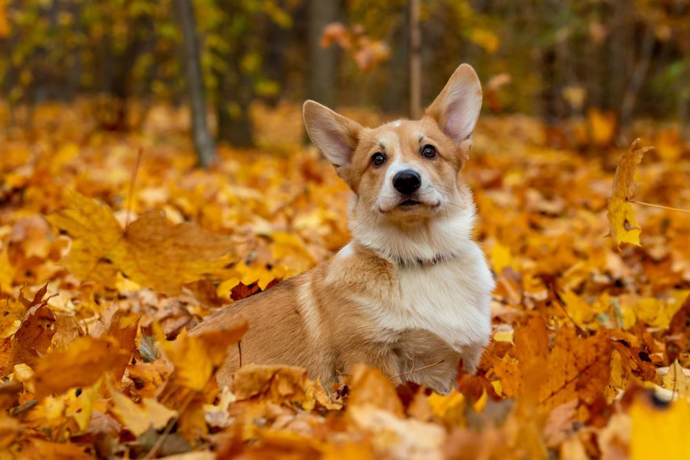 Welsh Corgi sat in Autumn leaves in forest